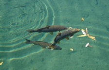  水中溶解氧的測定影響因素